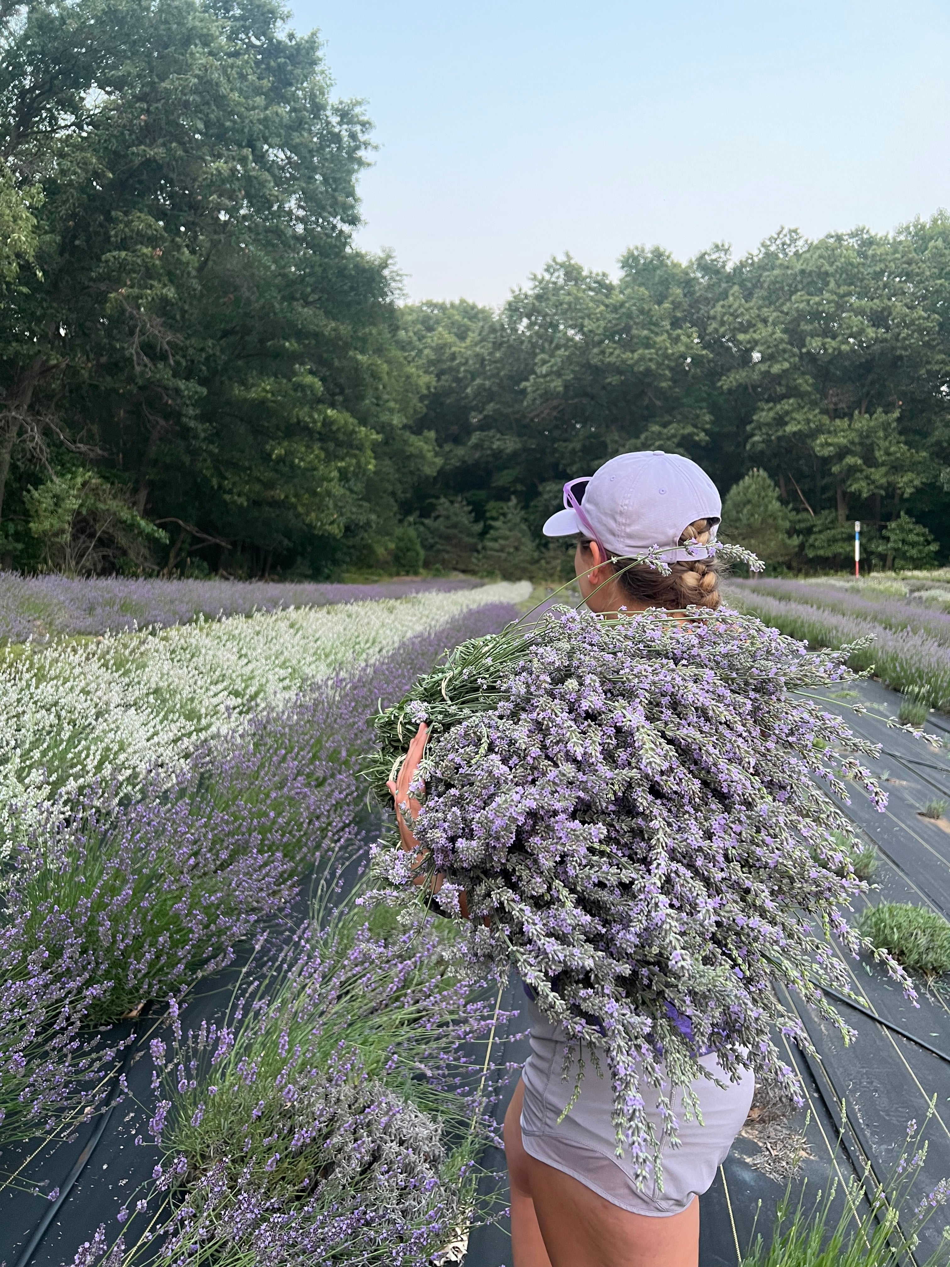 Cold-Hardy Lavender Plants | Great Lakes Lavender Farm, Michigan