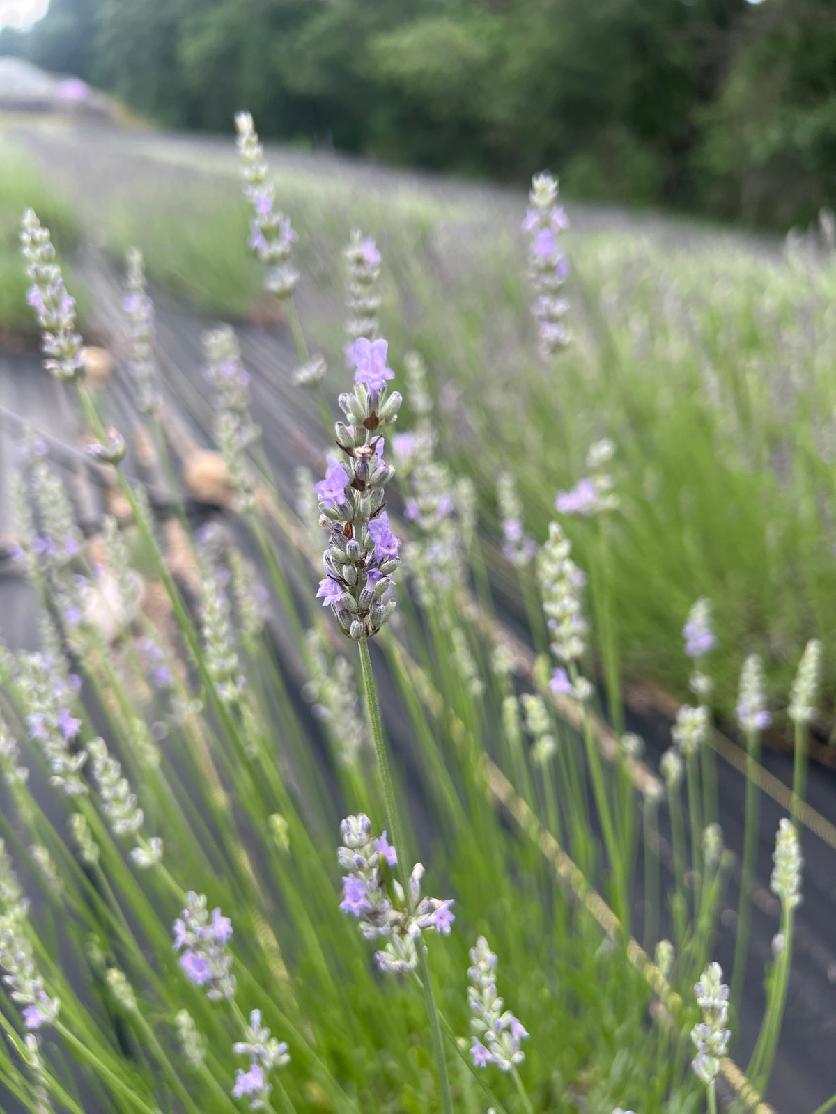 Provence lavender 20-cell plug tray