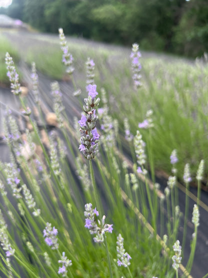 Provence lavender 20-cell plug tray