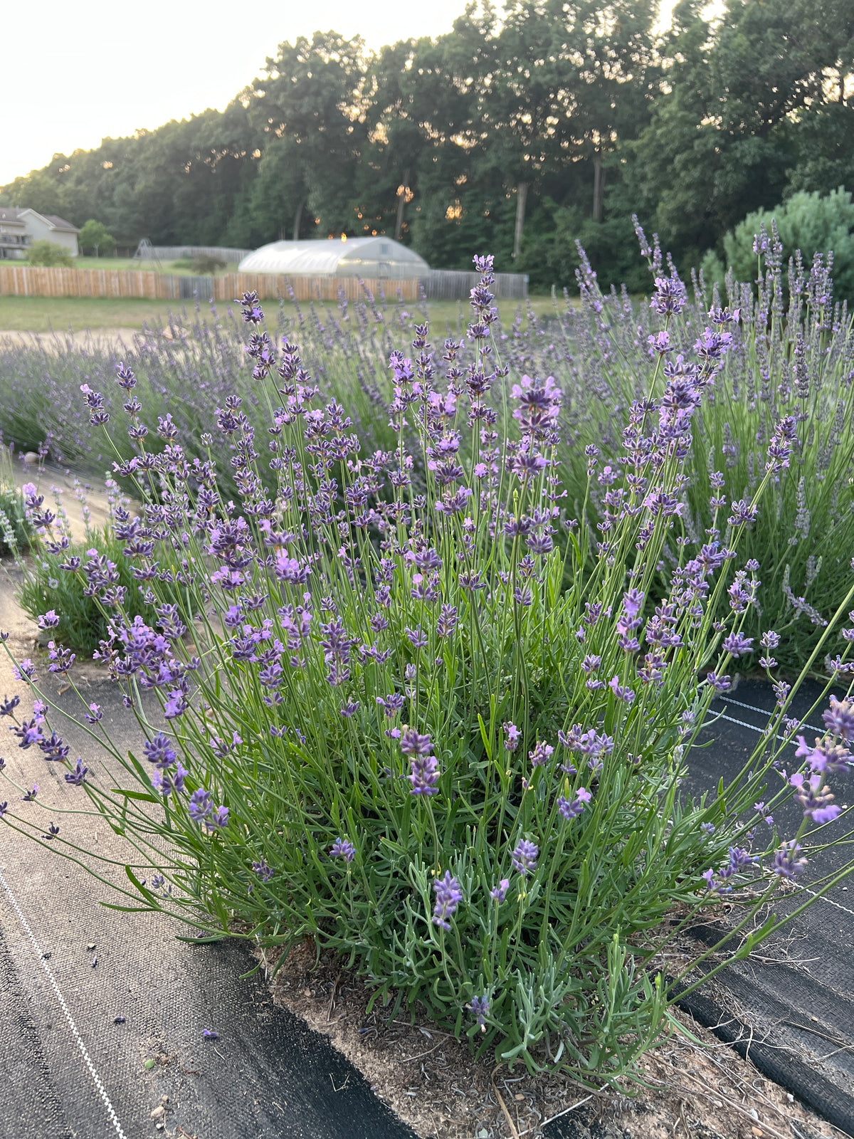 French Fields Lavender Plants & Plugs with blue flowers mounded growth habit