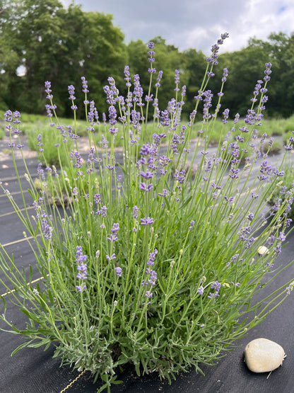 Royal Velvet lavender 20-cell plug tray