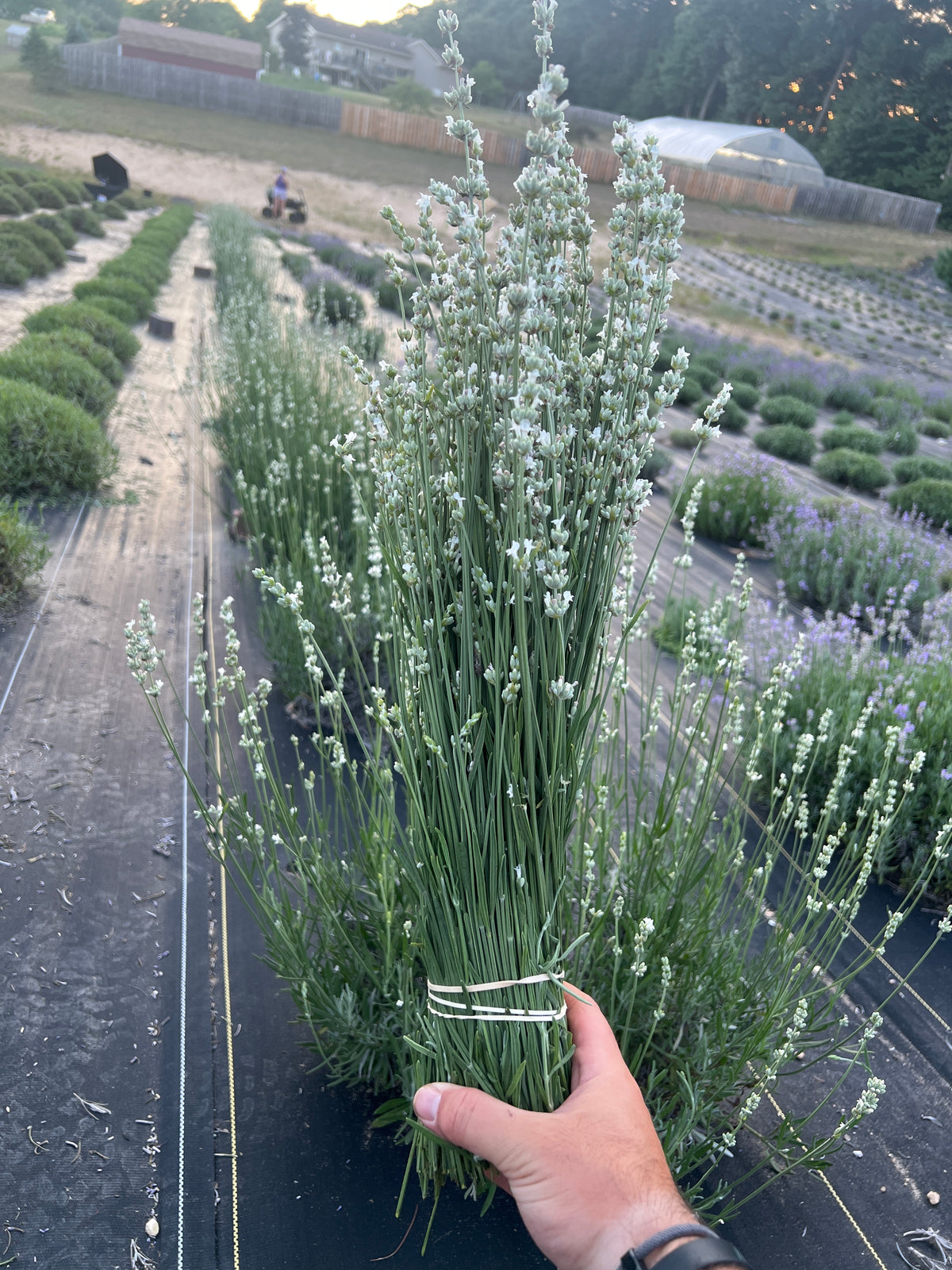 White Spike Lavender Plants & Plugs with white flowers upright growth habit, product image 5