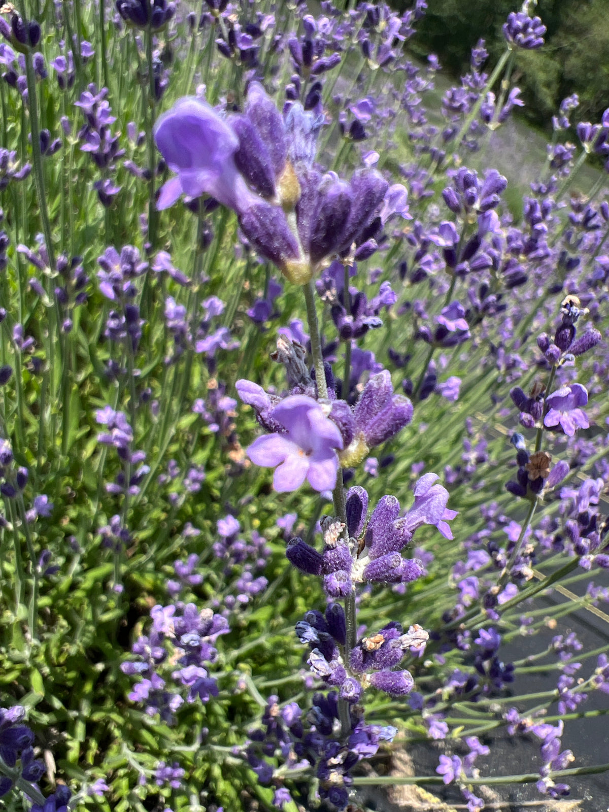 Violet Intrigue Lavender Plants & Plugs with purple flowers upright growth habit, product image 3