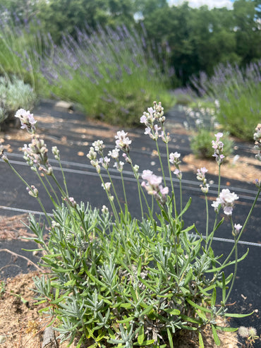 Opal Rain Lavender Plants & Plugs with pink flowers bushy growth habit, product image 2