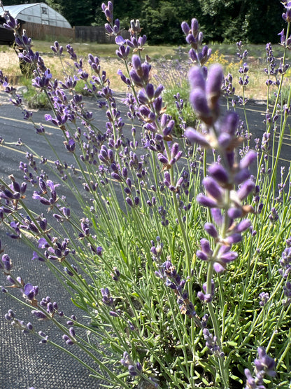 Royal Velvet lavender 20-cell plug tray - image 5