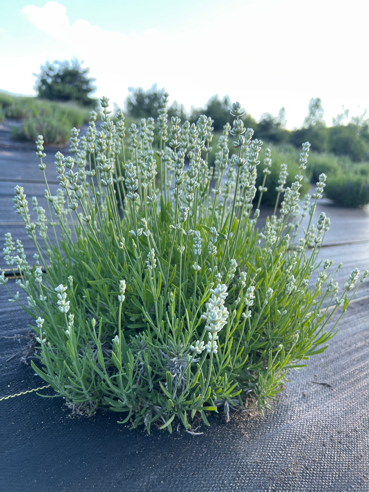Nana Alba Lavender Plants & Plugs with white with a hint of very pale purple flowers dwarf growth habit