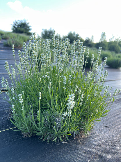 Nana Alba Lavender Plants & Plugs with white with a hint of very pale purple flowers dwarf growth habit