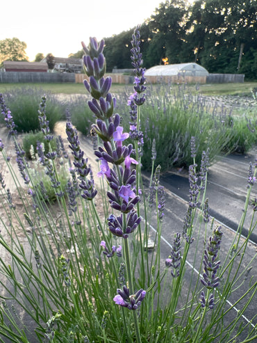 Bridget Chloe Lavender Plants & Plugs with purple flowers mounded growth habit, product image 2