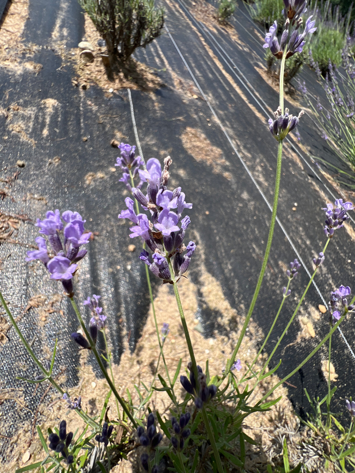 Rebecca Kay Lavender Plants & Plugs with purple flowers compact growth habit, product image 2
