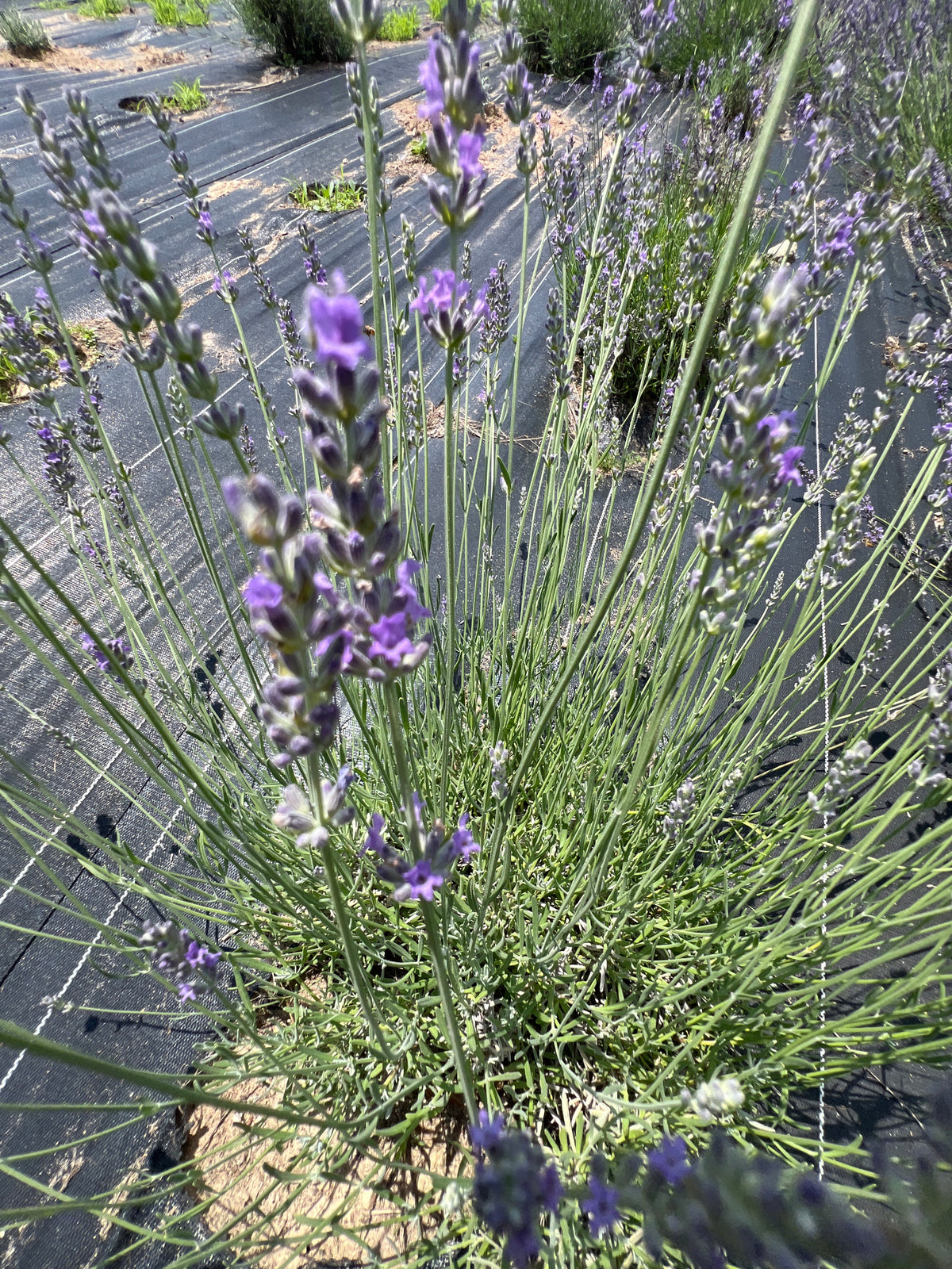 Sumian Lavender Plants & Plugs with blue flowers bushy growth habit, product image 3