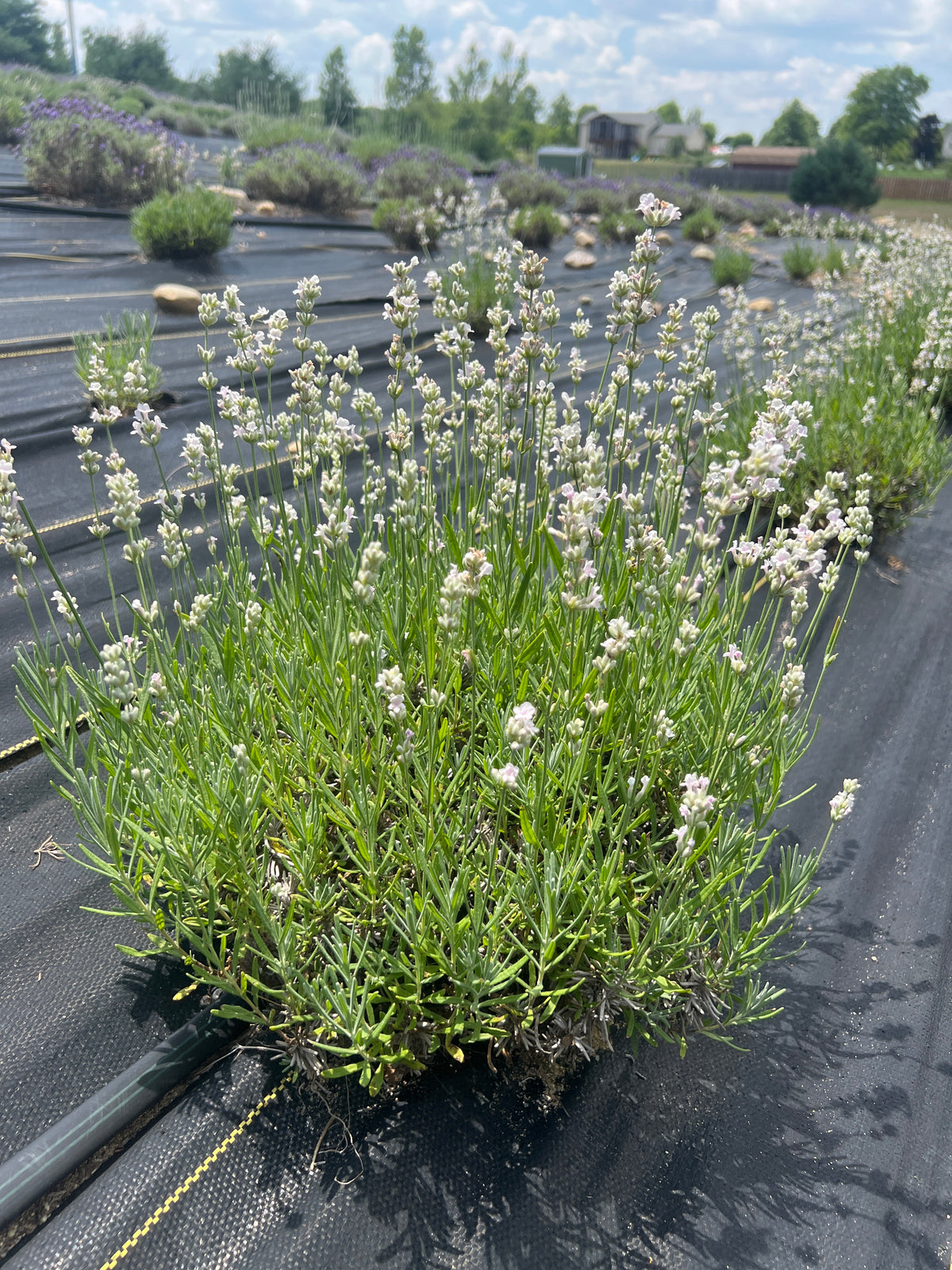 Melissa lavender 20-cell plug tray