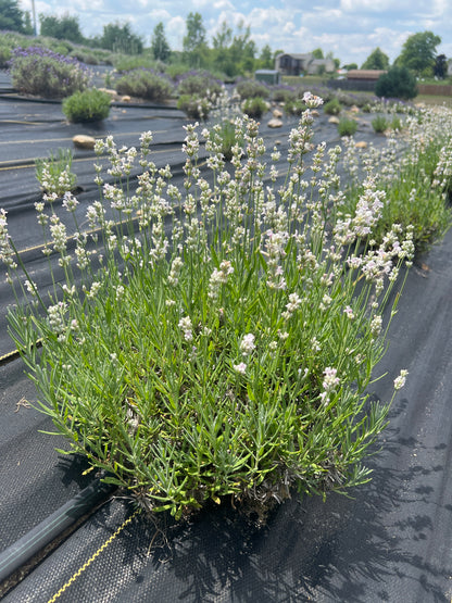 Melissa lavender 20-cell plug tray