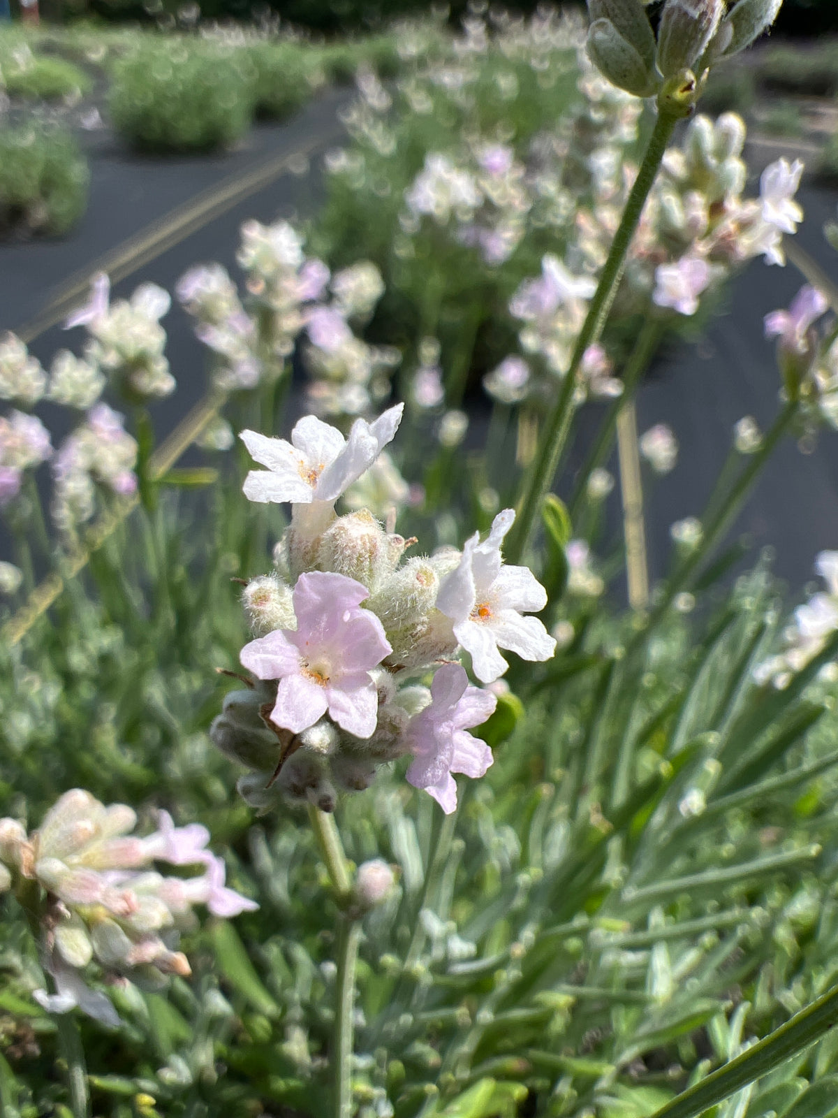 Hidcote Pink lavender 20-cell plug tray - image 2