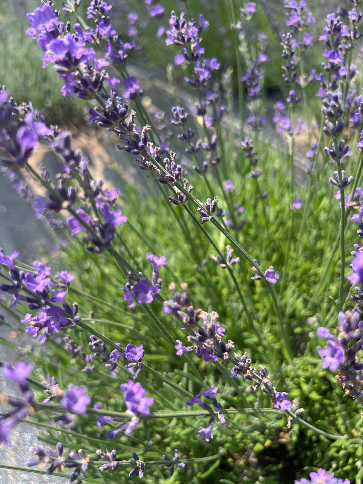 Wyckoff Lavender Plants & Plugs with purple flowers bushy growth habit, product image 2