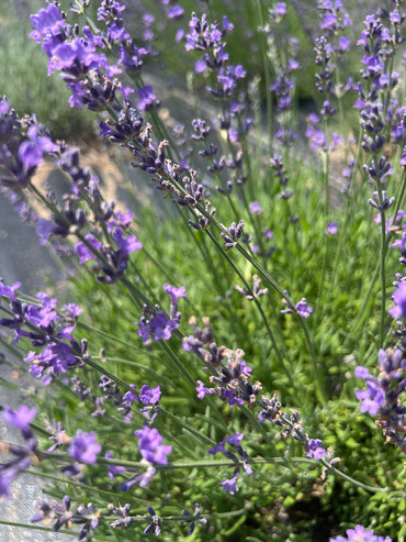 Wyckoff Lavender Plants & Plugs with purple flowers bushy growth habit, product image 2