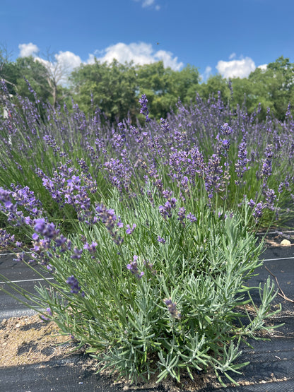 Betty’s Blue Lavender Plants & Plugs with purple flowers upright growth habit