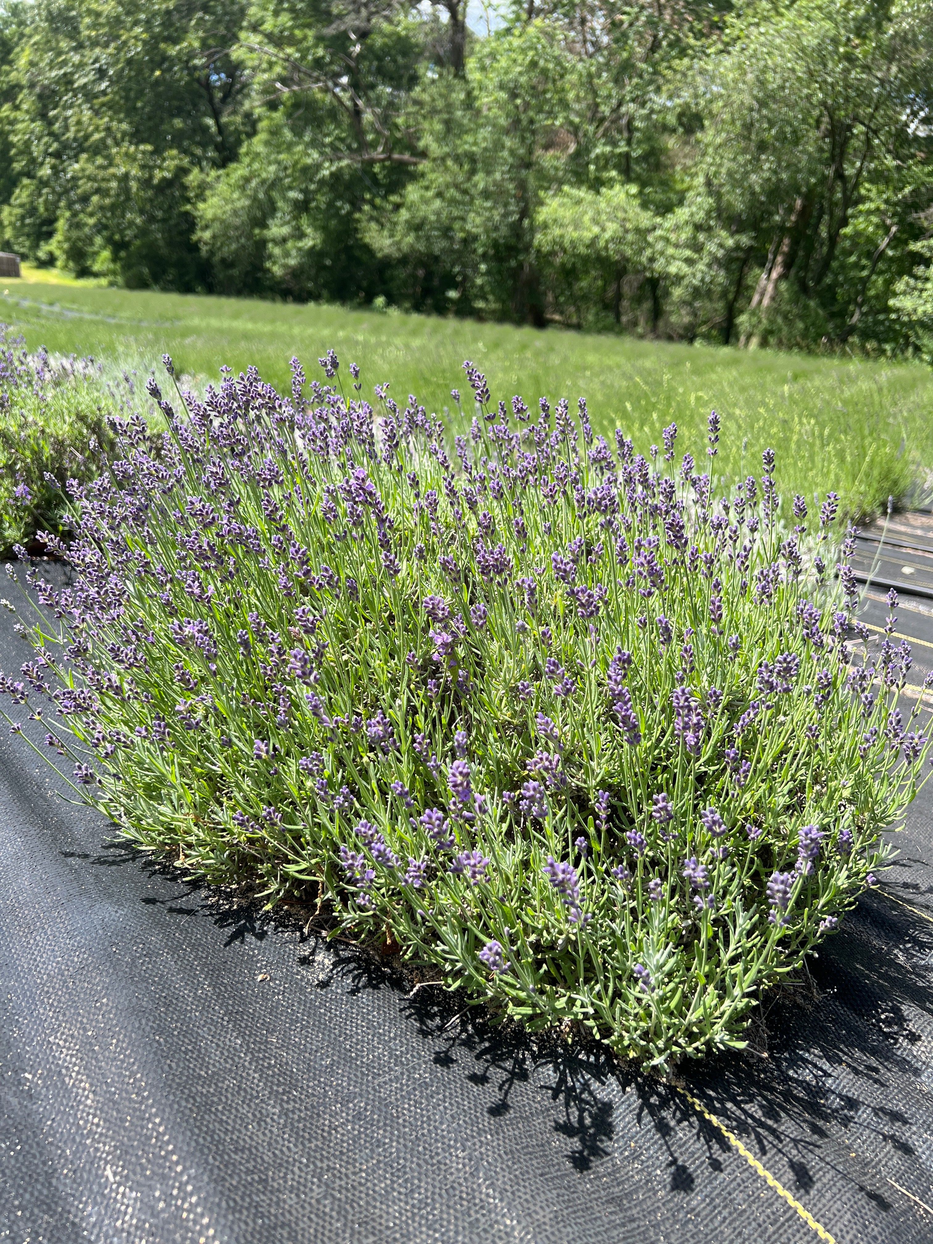 Essence Purple lavender bare root plant