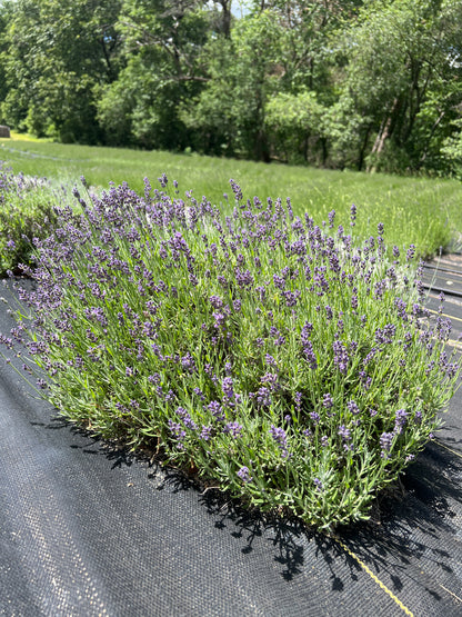 Essence Purple lavender bare root plant