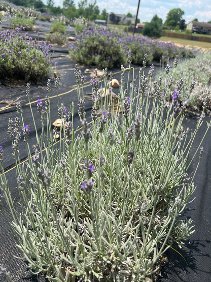 Silver Mist lavender 20-cell plug tray