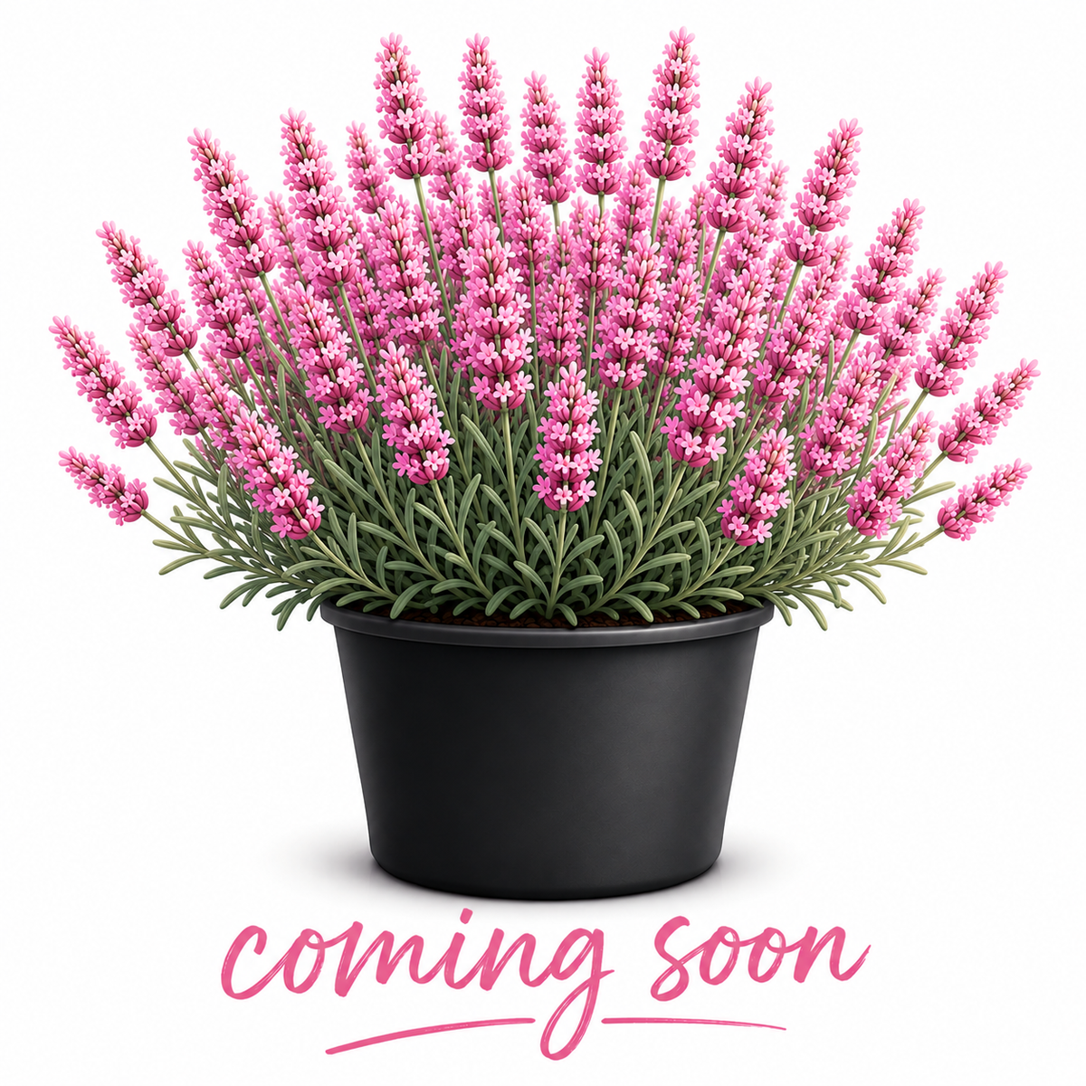Pacific Pink Lavender Plants & Plugs with pink flowers compact growth habit