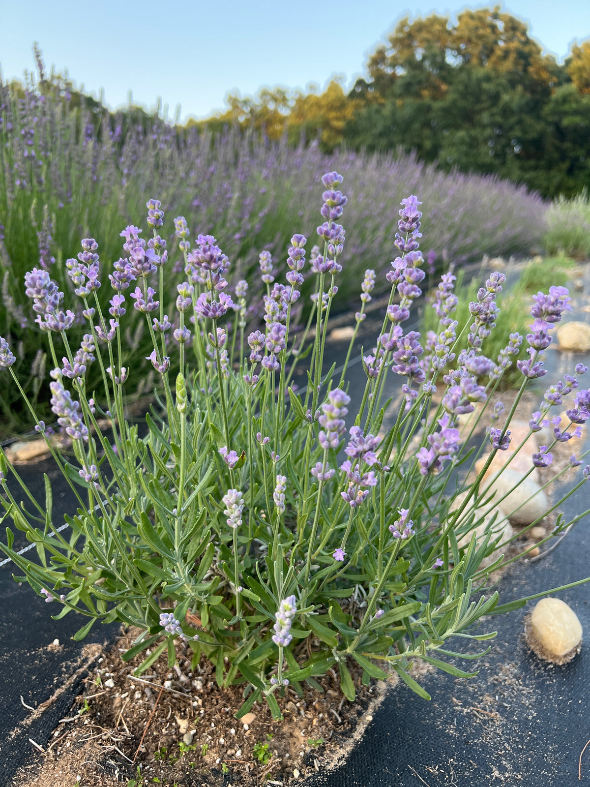 Melissa Lilac Lavender Plants & Plugs with dark purple buds opening light mauve flowers bushy evergreen shrub growth habit, product image 2