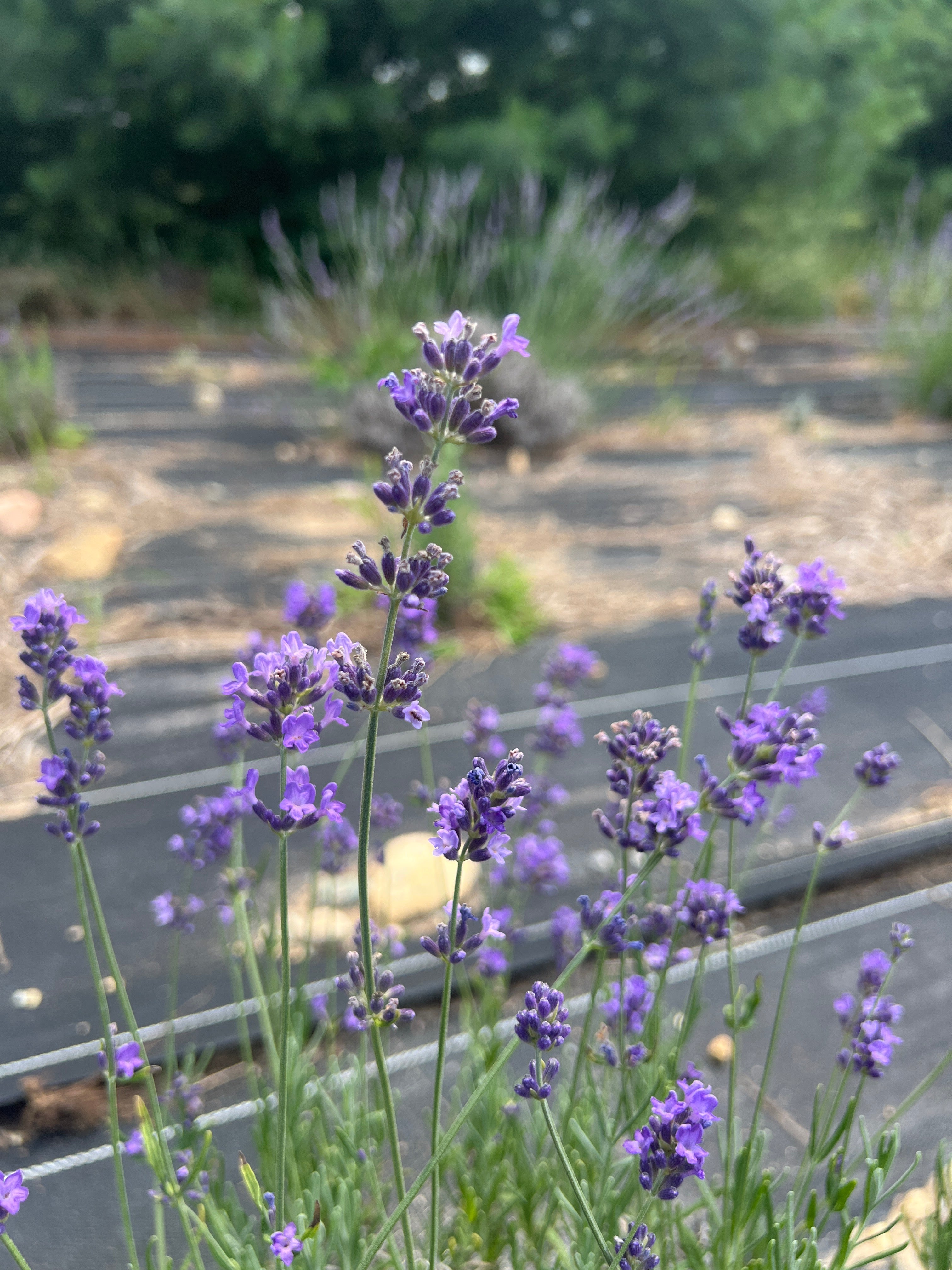 Annet Lavender Plants & Plugs with purple flowers mounded growth habit