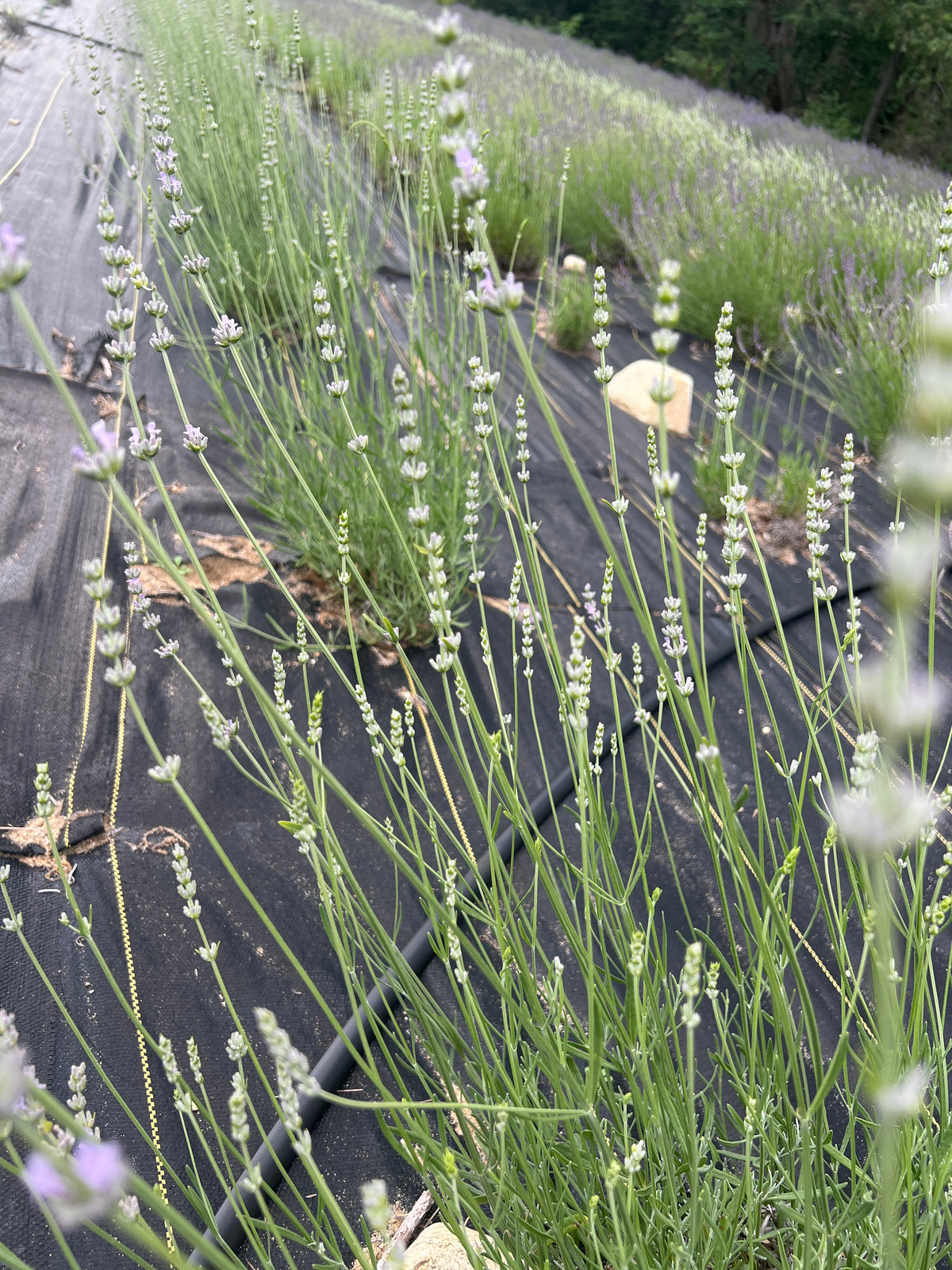 Hidcote Giant lavender 20-cell plug tray - image 2