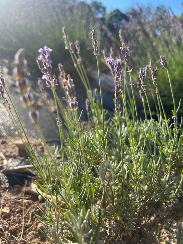 Purple Bouquet Lavender Plants & Plugs with purple flowers upright growth habit, product image 2