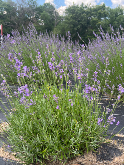 Bowles Early Lavender Plants & Plugs with violet flowers medium-height growth habit