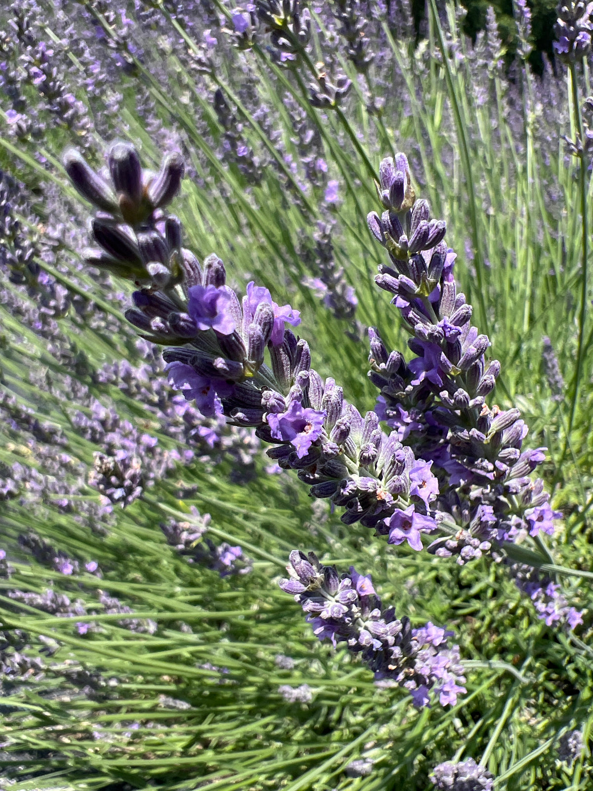 Impress Purple lavender 20-cell plug tray - image 2