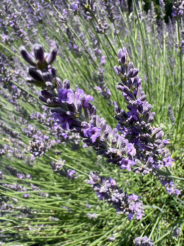 Impress Purple lavender 20-cell plug tray - image 2