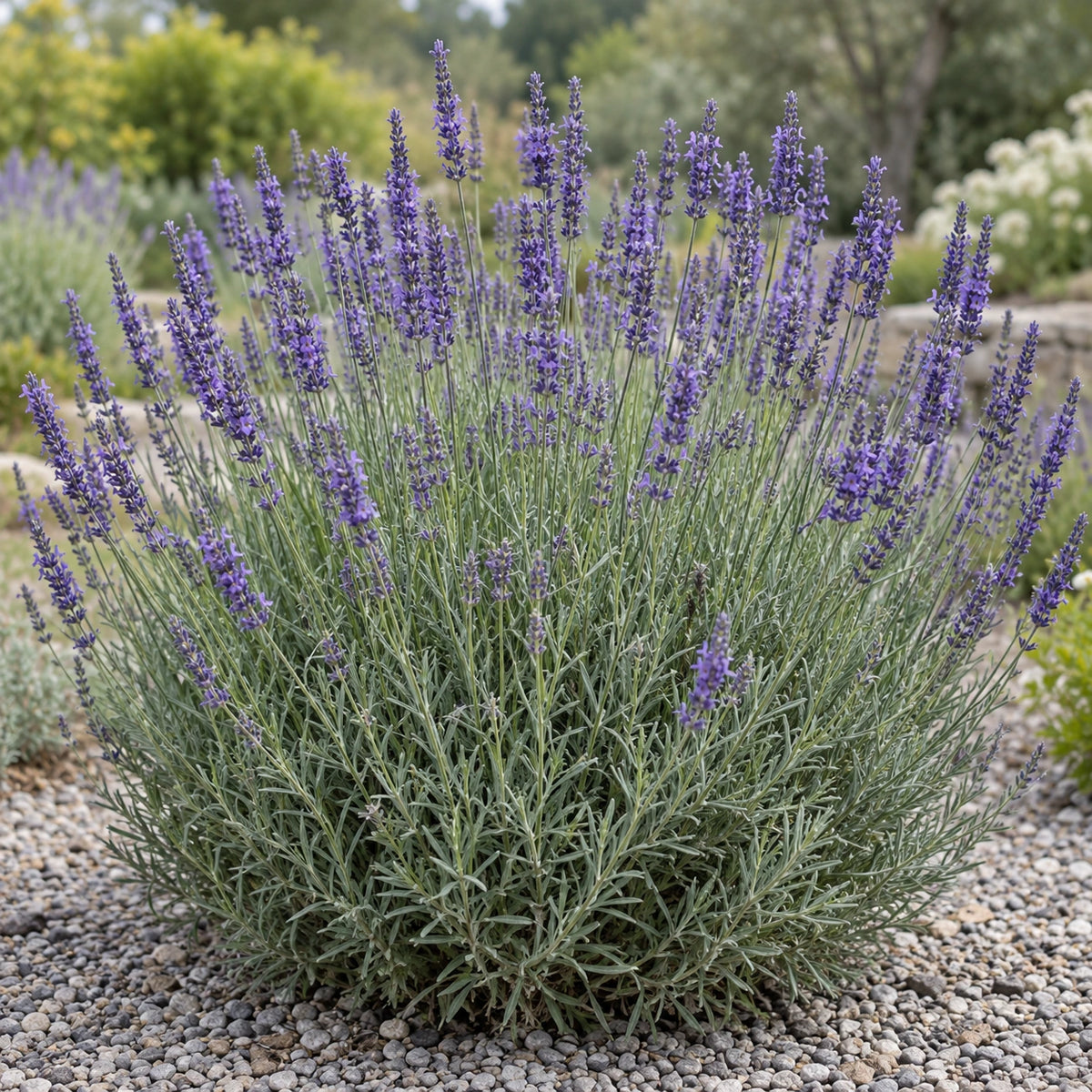 AI-generated illustration of mature Grappenhall Lavender in bloom; not the size supplied.