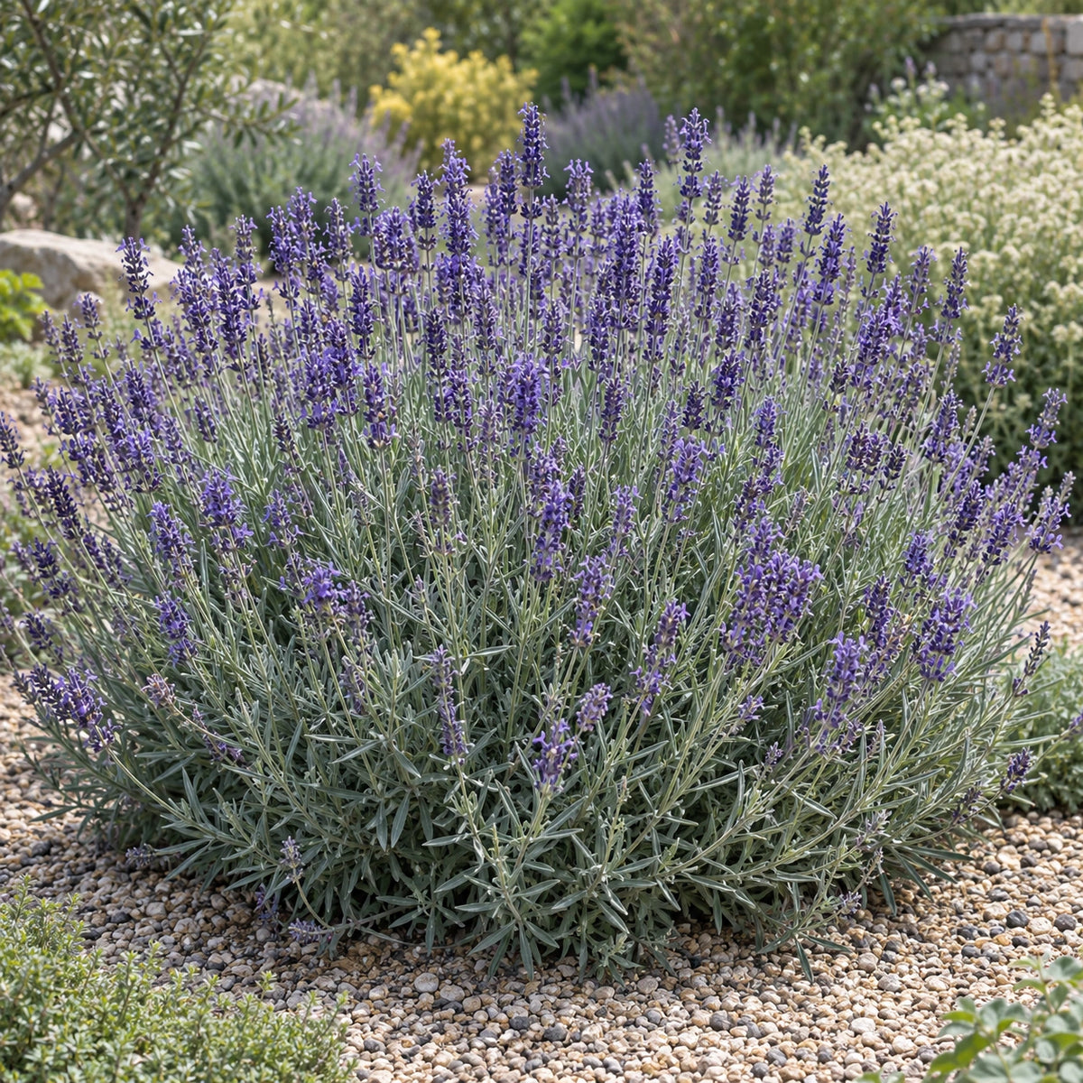 AI-generated illustration of mature Pure Platinum Lavender in bloom; not the size supplied.