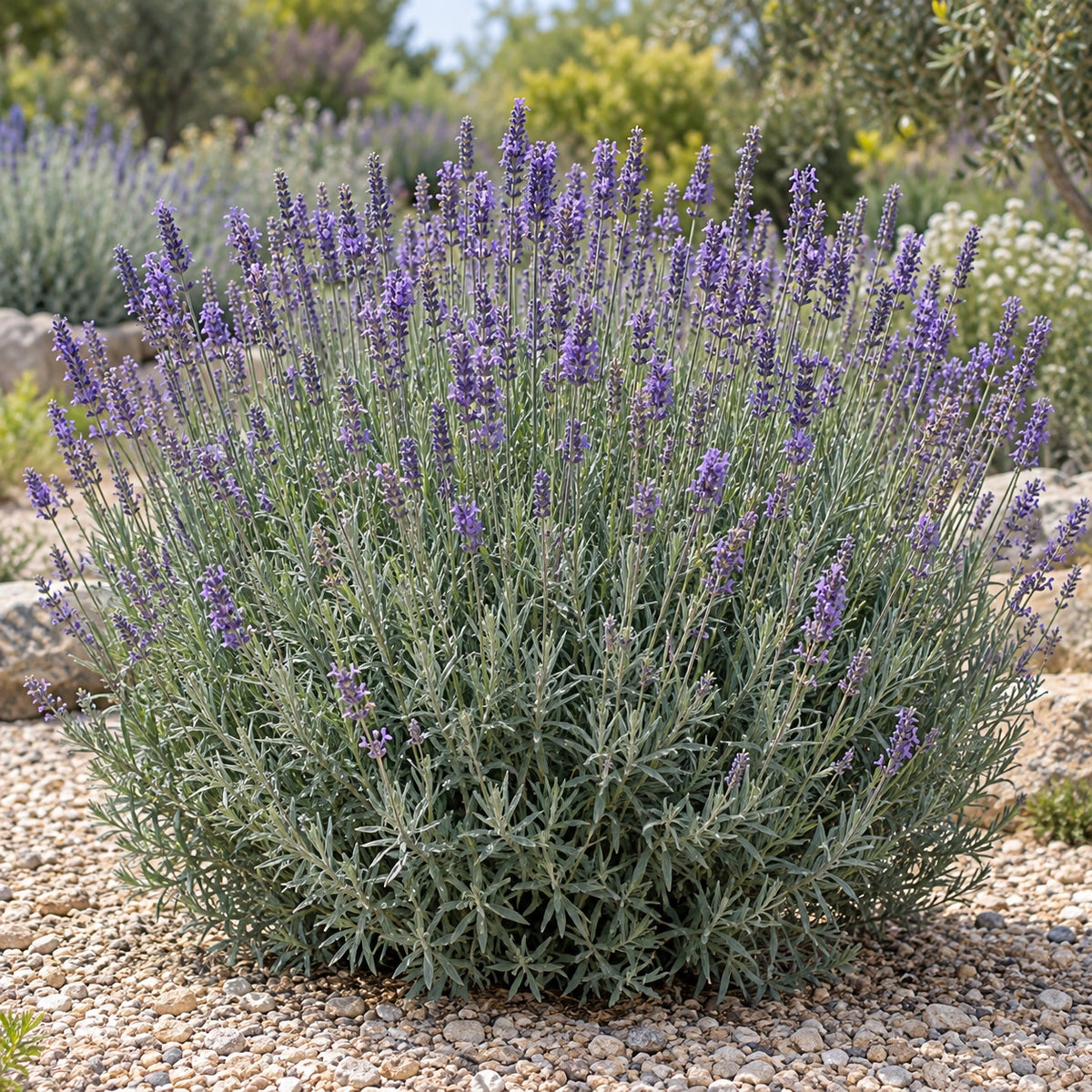 AI-generated illustration of mature Julien Lavender in bloom; not the size supplied.