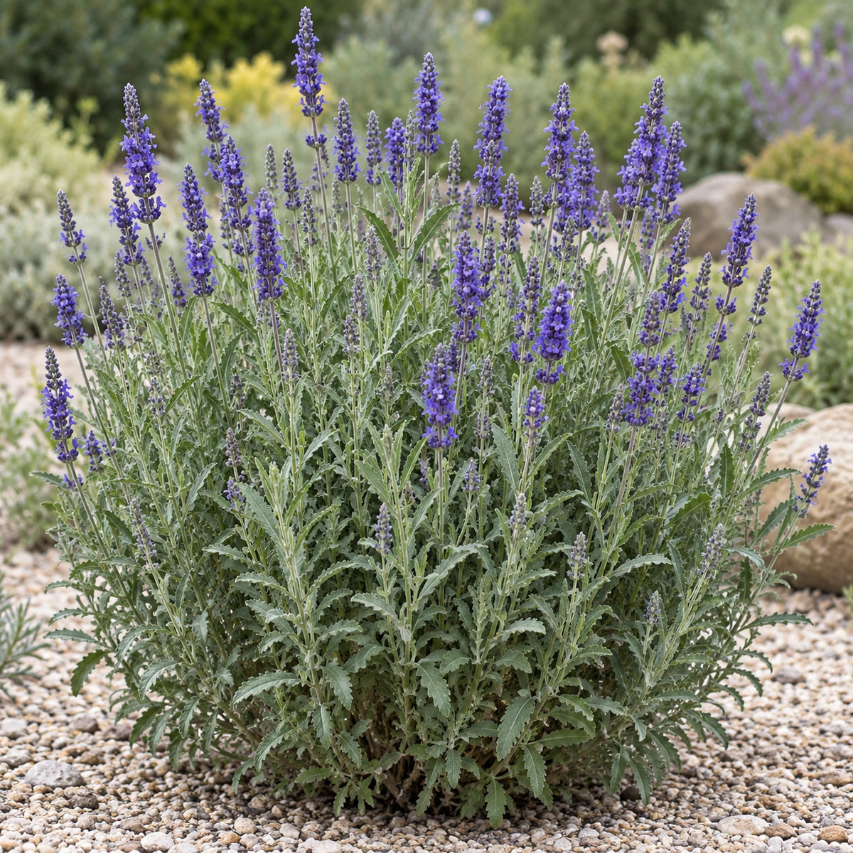 AI-generated illustration of mature Sweet Lavender in bloom; not the size supplied.
