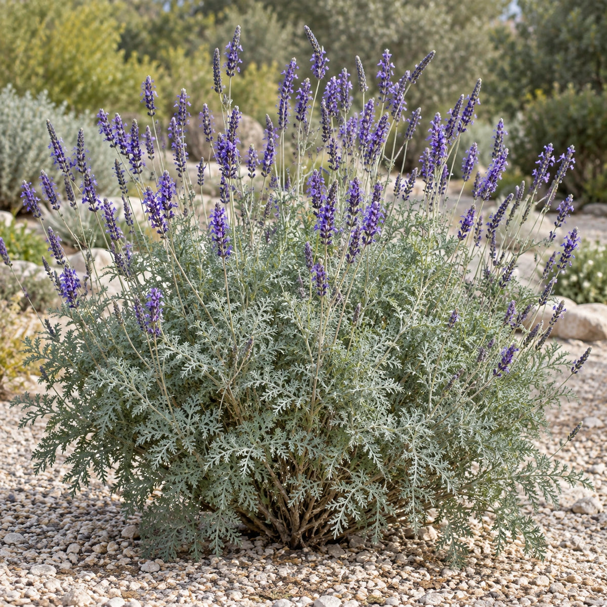 AI-generated illustration of mature Christiana Lavender in bloom; not the size supplied.