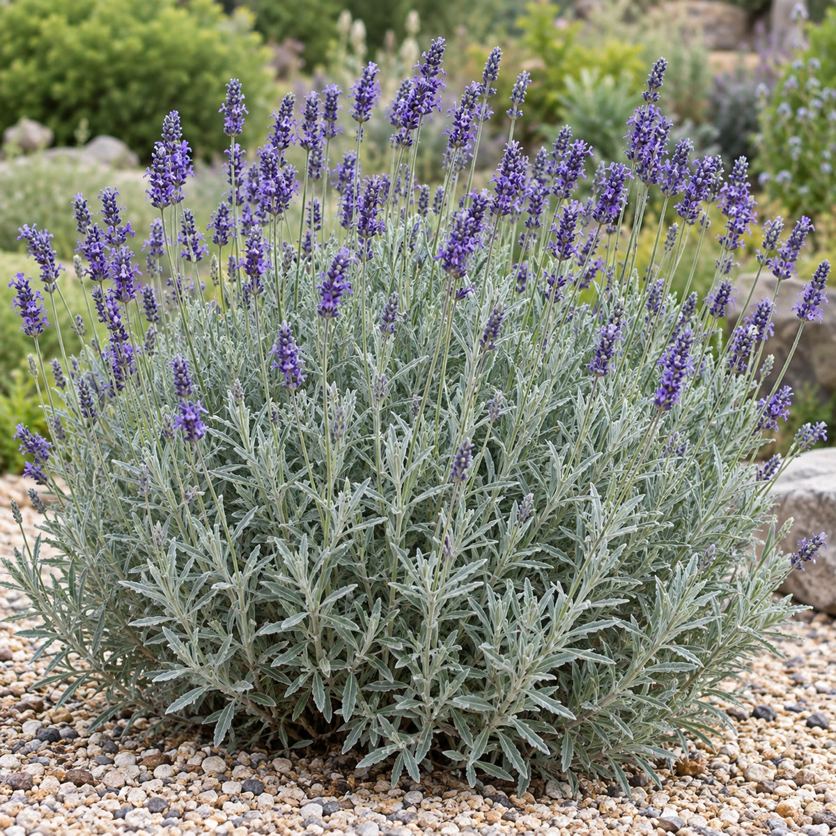 AI-generated illustration of mature Bridehead Blue Lavender in bloom; not the size supplied.