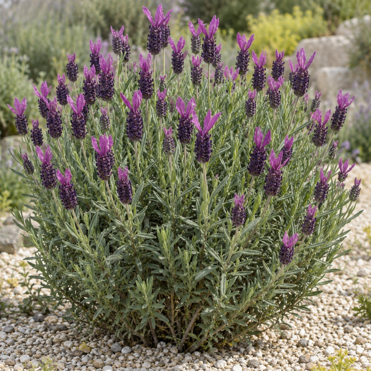 AI-generated illustration of mature Willow Vale Lavender in bloom; not the size supplied.