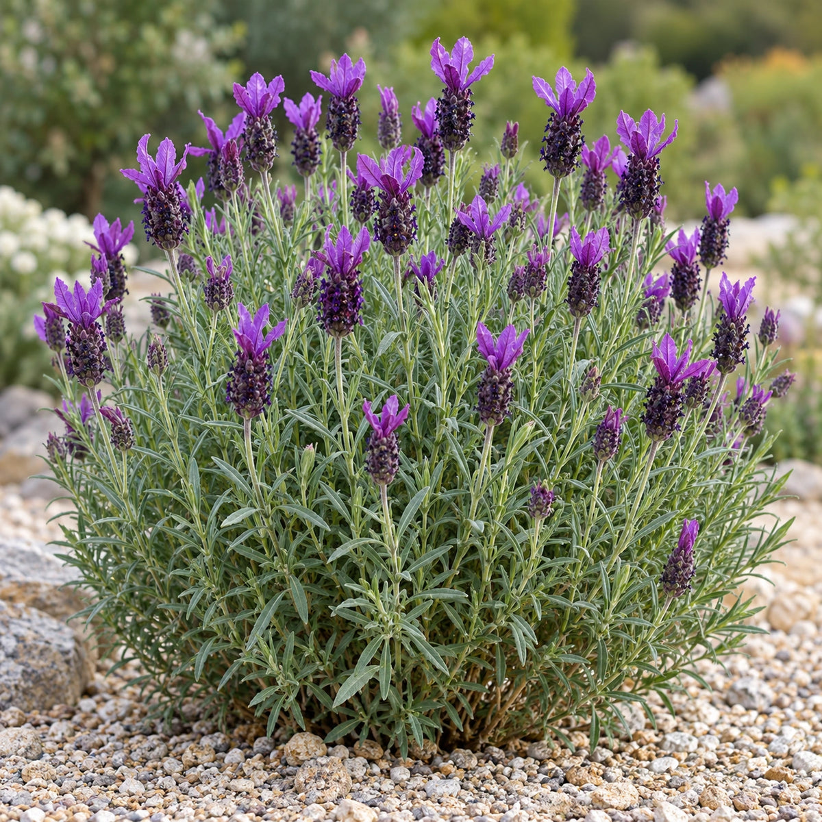 AI-generated illustration of mature Primavera Lavender in bloom; not the size supplied.