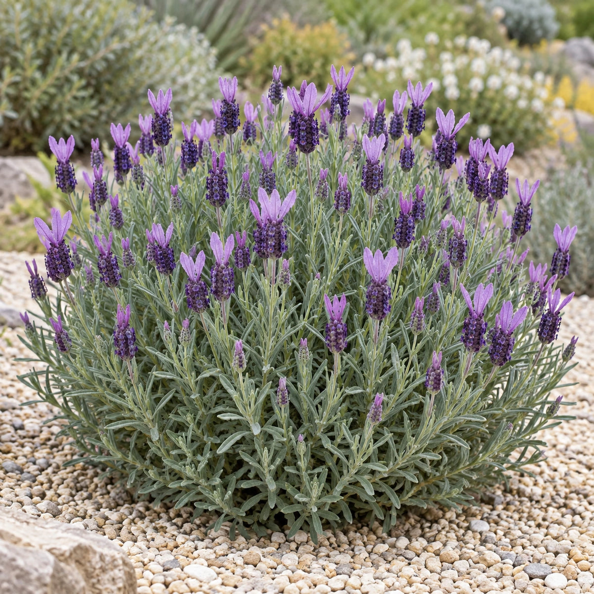 AI-generated illustration of mature Myrleigh Lavender in bloom; not the size supplied.