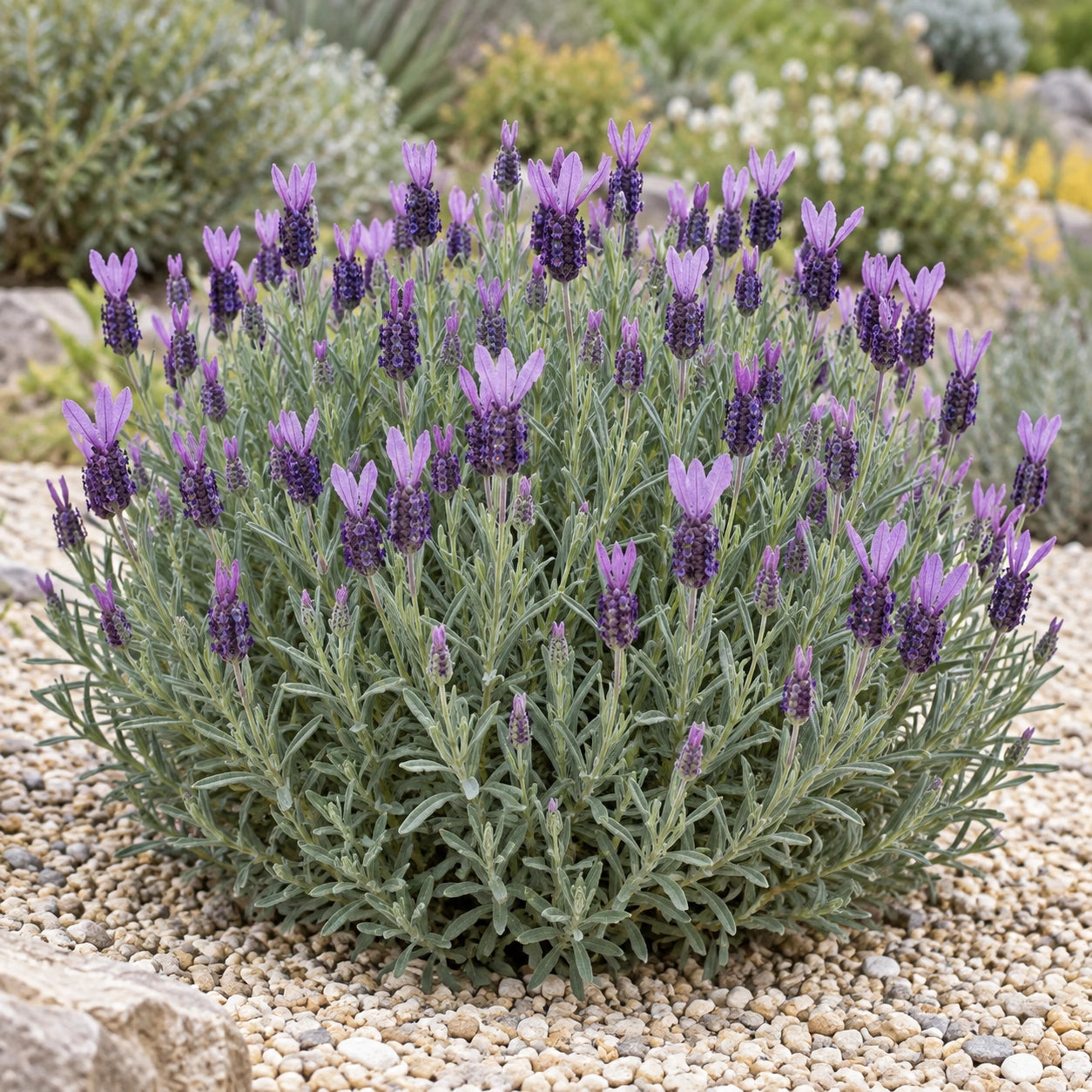 AI-generated illustration of mature Myrleigh Lavender in bloom; not the size supplied.