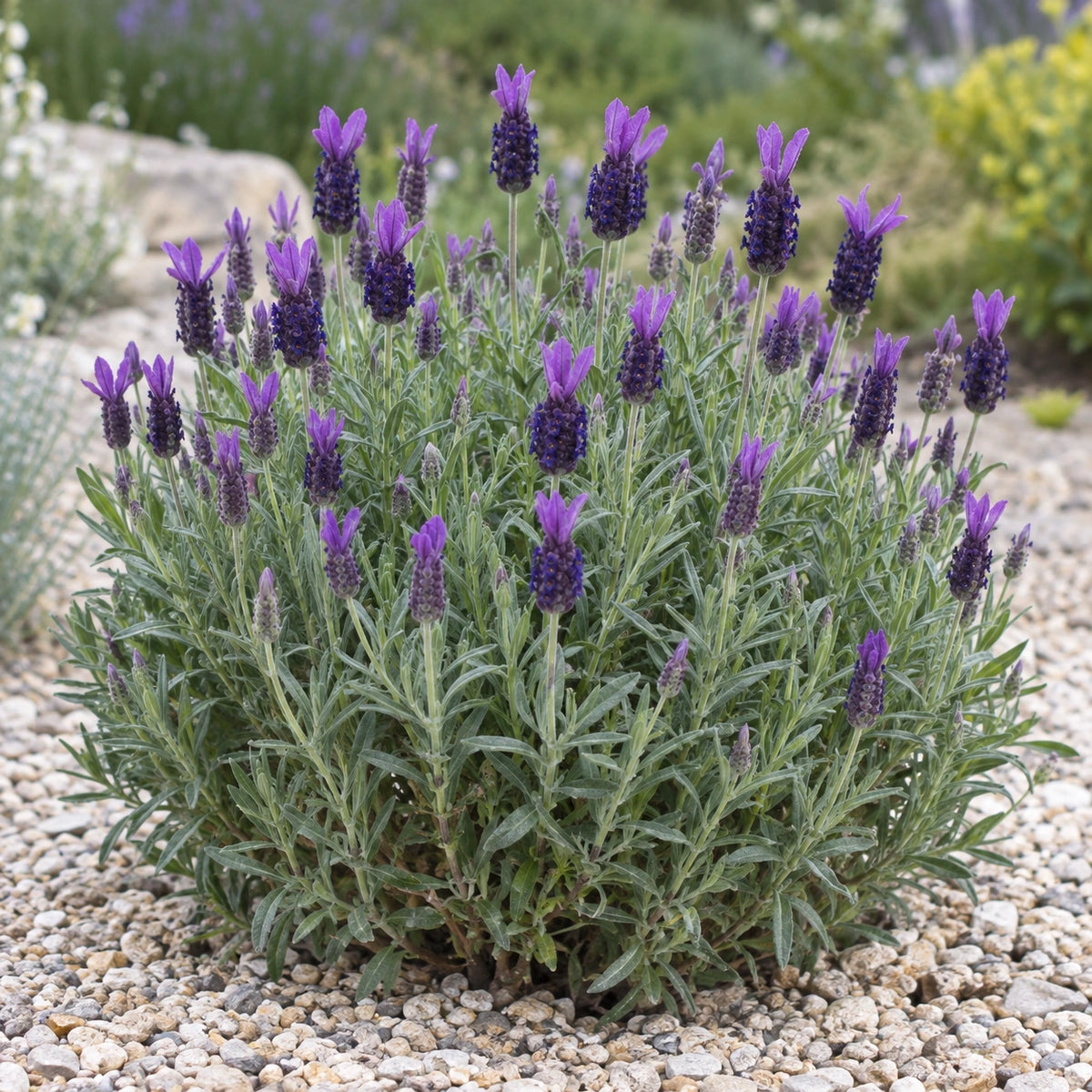 AI-generated illustration of mature LOWI2010-05 Lavender in bloom; not the size supplied.