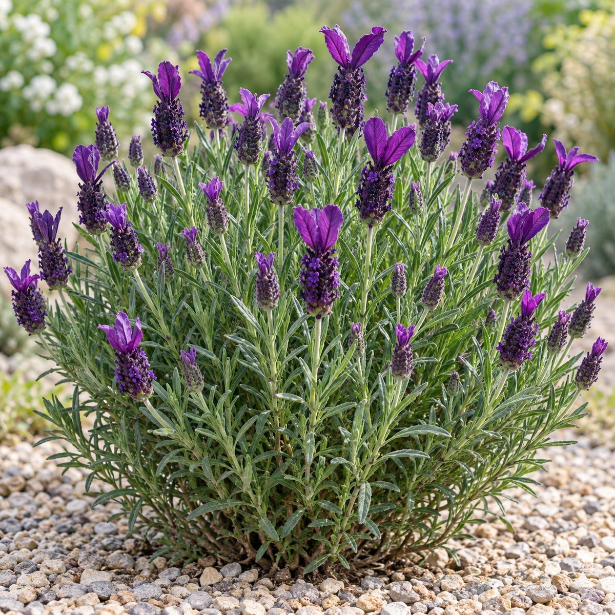 AI-generated illustration of mature Anouk Deluxe 173 Lavender in bloom; not the size supplied.