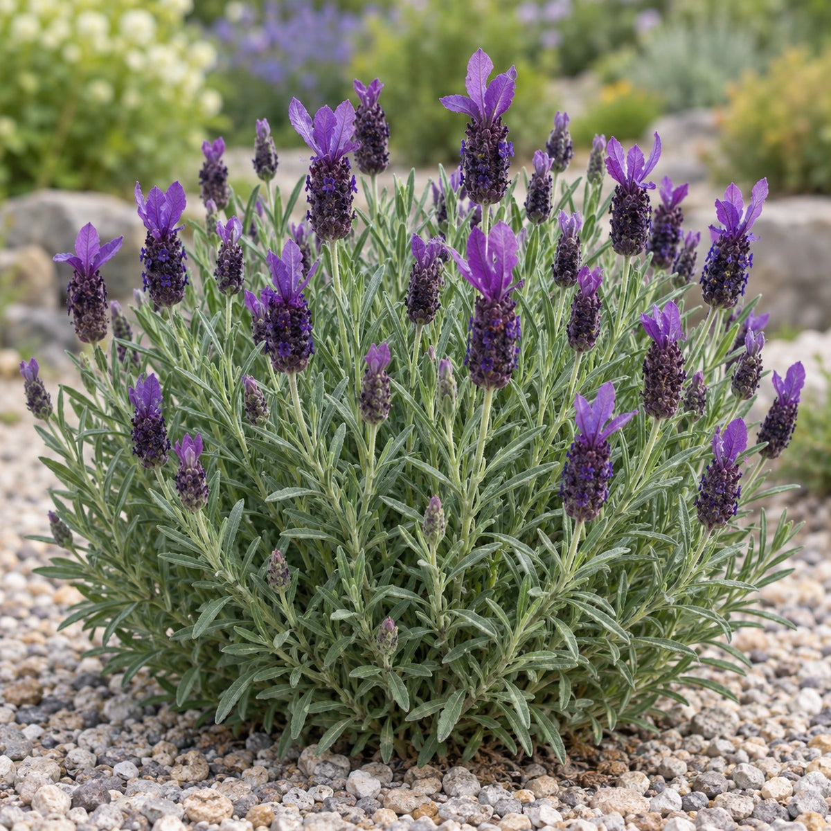 AI-generated illustration of mature Anouk Deluxe 1304 Lavender in bloom; not the size supplied.