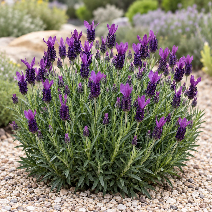 Vanessa Leigh lavender (Lavandula stoechas) with dark purple heads and bracts in a gravel garden, illustration