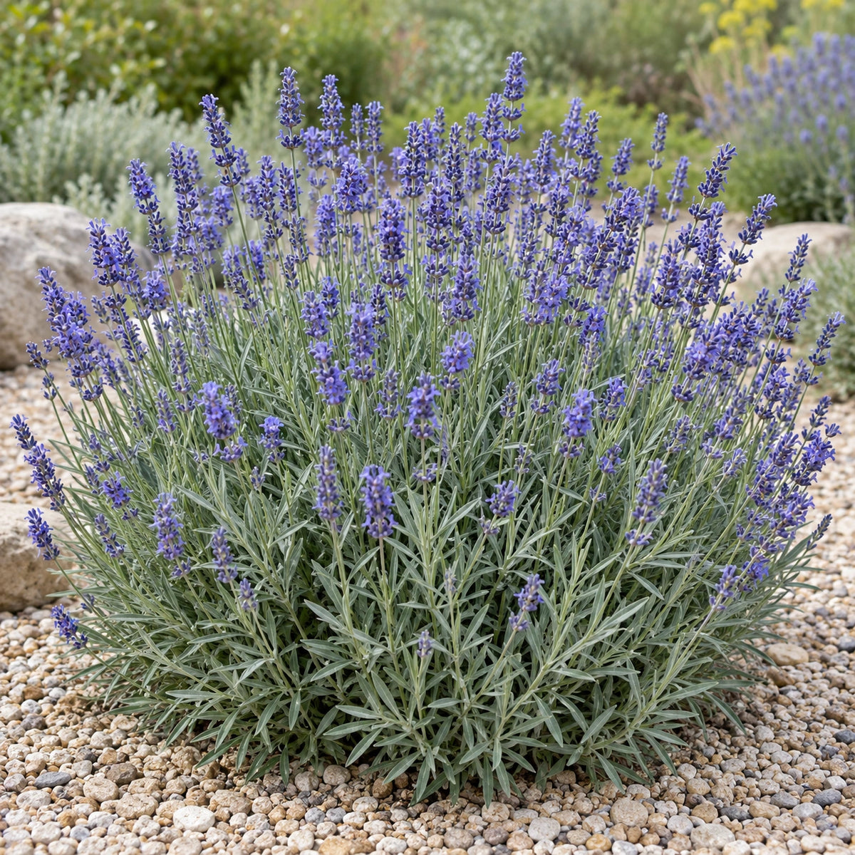 AI-generated illustration of mature Summer Serenade Lavender in bloom; not the size supplied.
