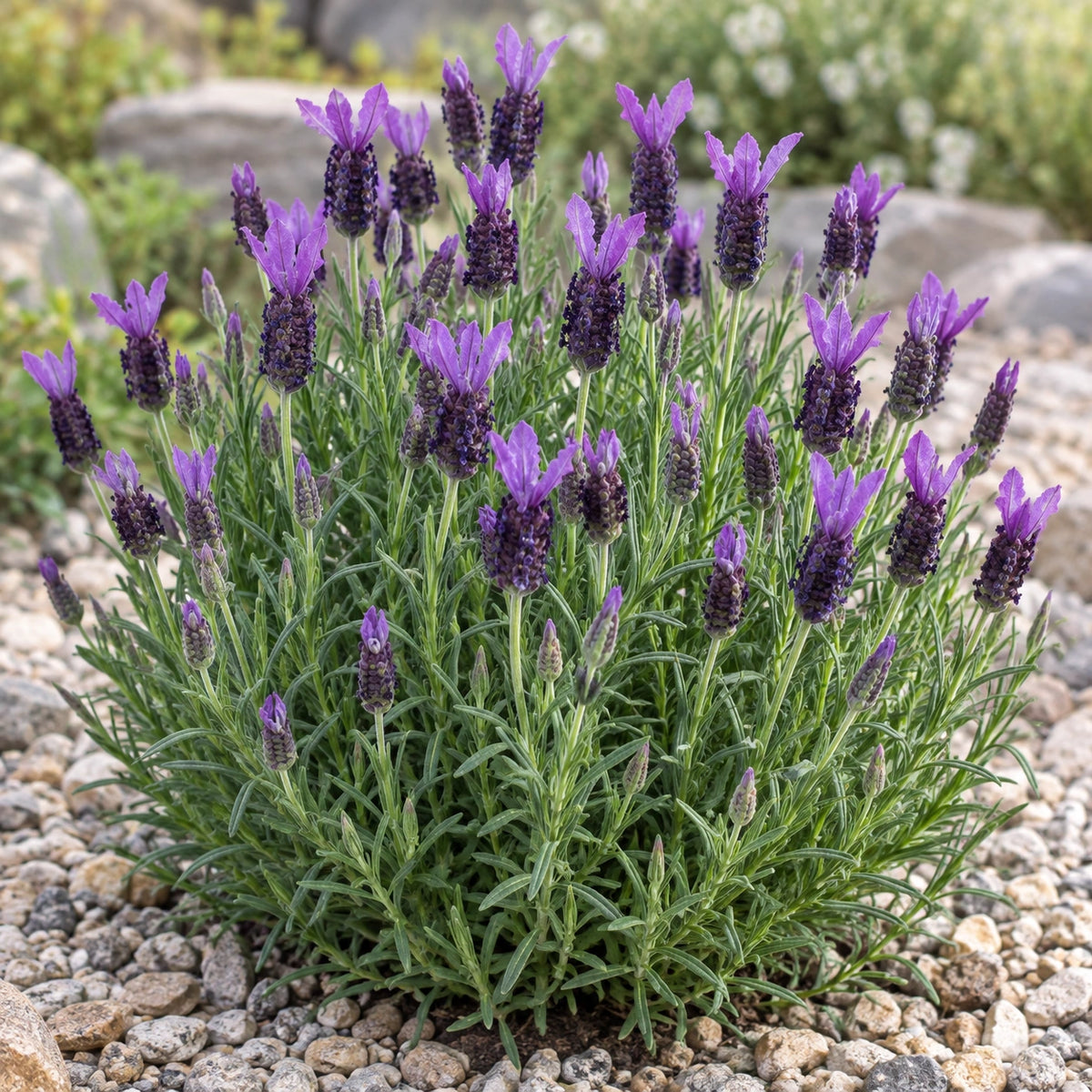 AI-generated illustration of mature QL1 Lavender in bloom; not the size supplied.