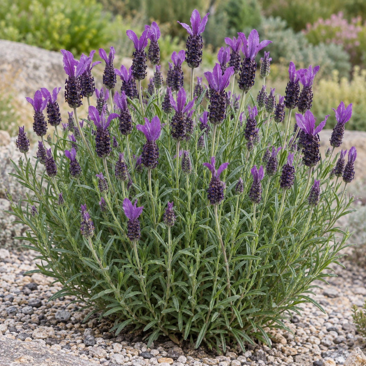 AI-generated illustration of mature LABZ0007 Lavender in bloom; not the size supplied.