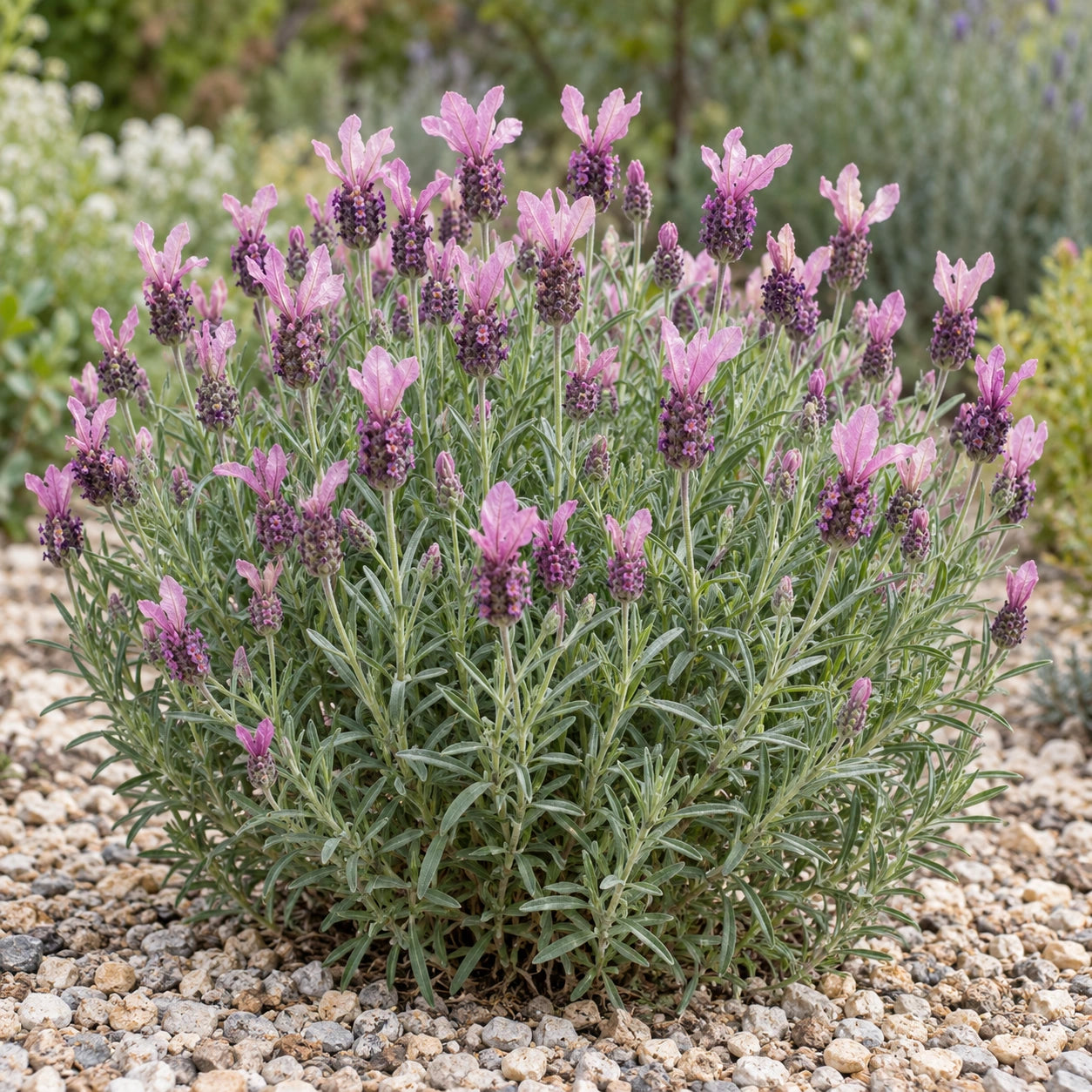 AI-generated illustration of mature FW Whimsical Lavender in bloom; not the size supplied.