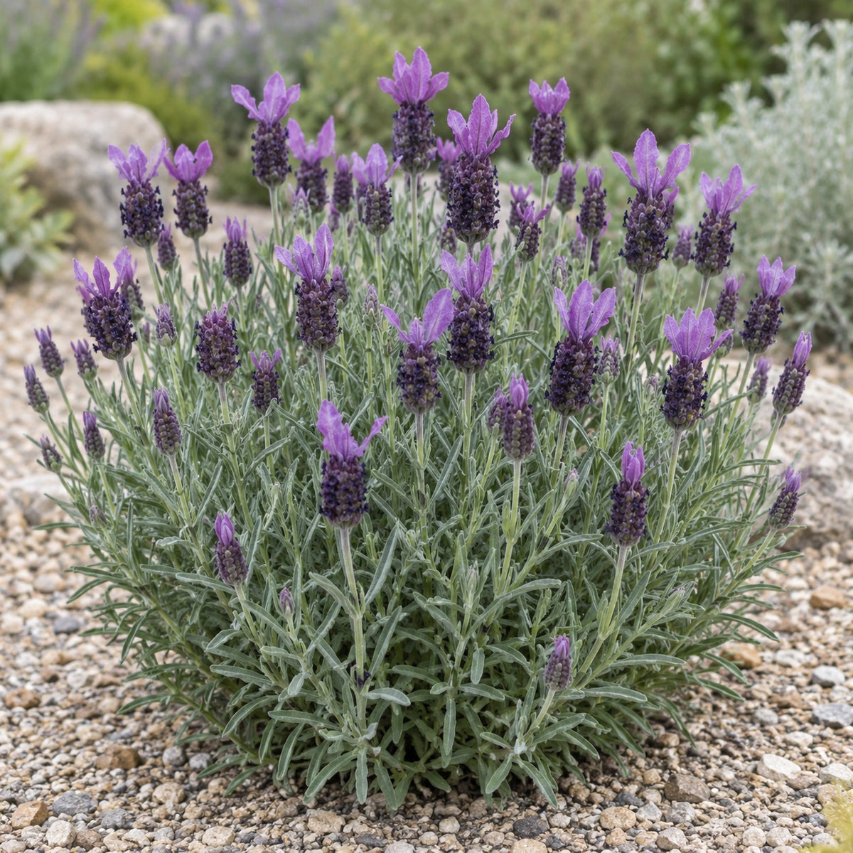 AI-generated illustration of mature FW Spellbound Lavender in bloom; not the size supplied.